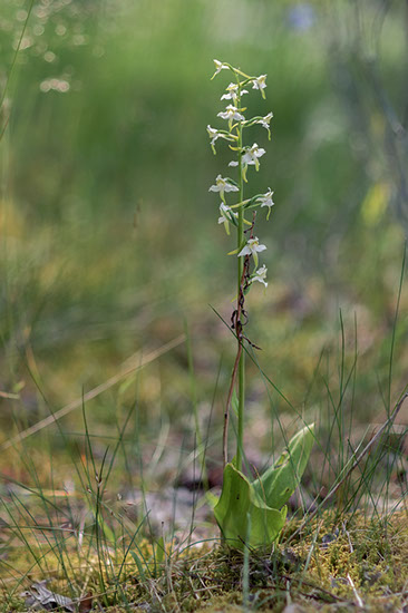 Platanthera chlorantha grov nattfiol