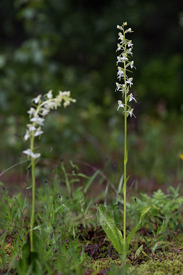 Platanthera chlorantha grov nattfiol