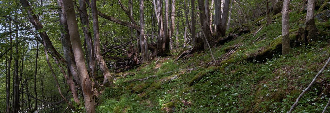 Hardanger vårmarihånd