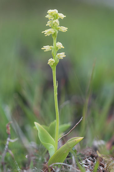 Herminium monorchis honningblom