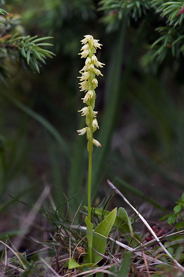 Herminium monorchis honningblom