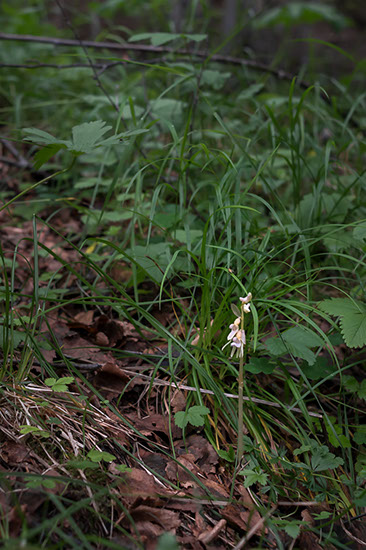 Epipogium aphyllum huldreblom
