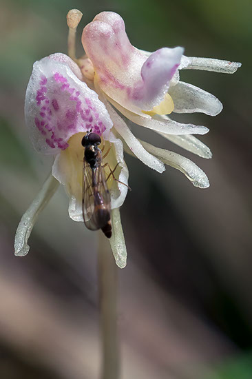 Epipogium aphyllum huldreblom