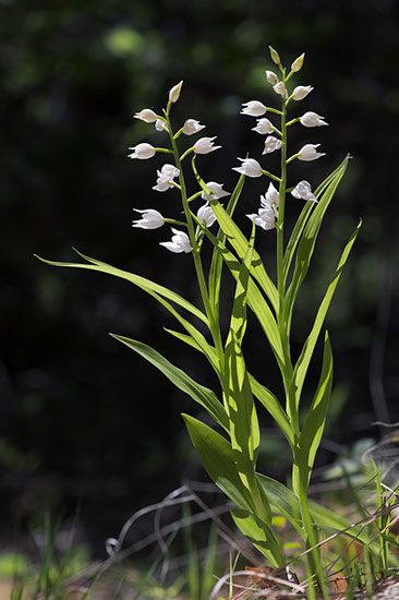 Cephalanthera longifolia hvit skogfrue