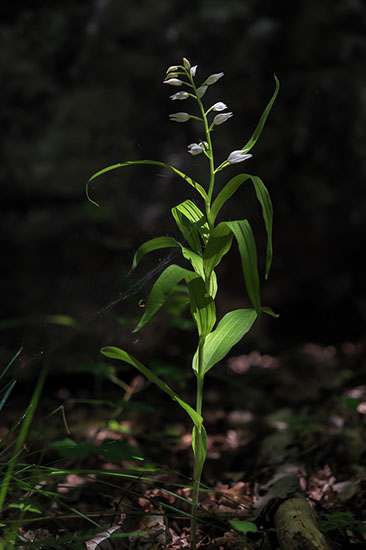 Cephalanthera longifolia hvit skogfrue