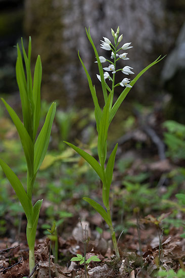 Cephalanthera longifolia hvit skogfrue