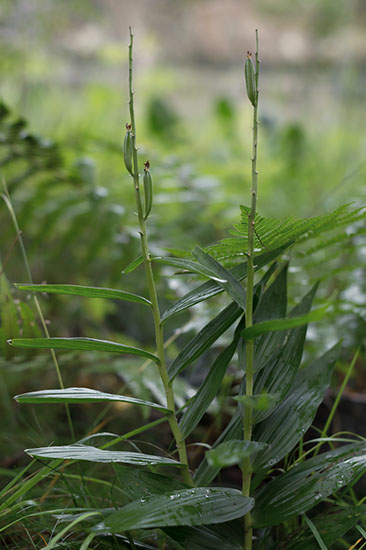 Cephalanthera longifolia hvit skogfrue