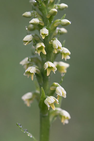 Pseudorchis albida hvitkurle