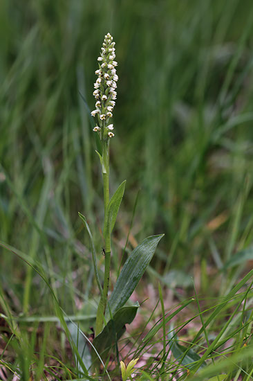 Pseudorchis albida hvitkurle