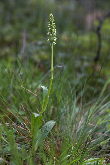 Pseudorchis albida hvitkurle