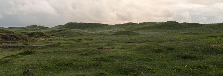 Jæren breiflangre 