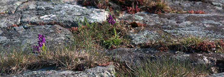 Anacamptis morio narrmarihånd