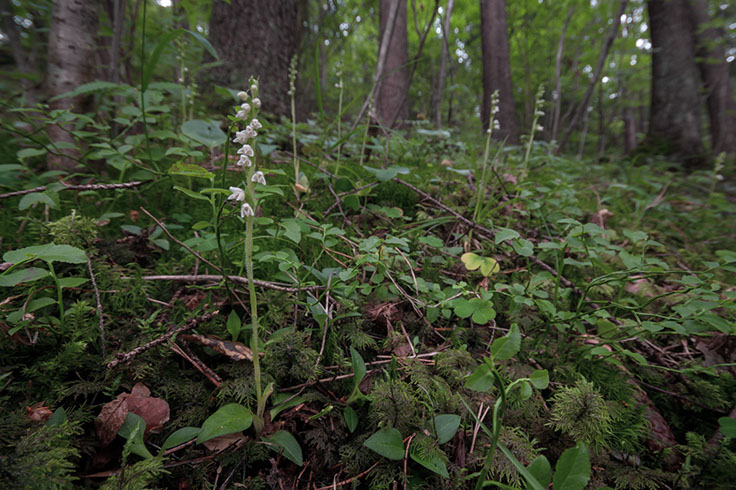 Goodyera repens knerot