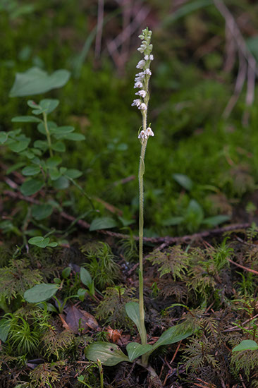 Goodyera repens knerot