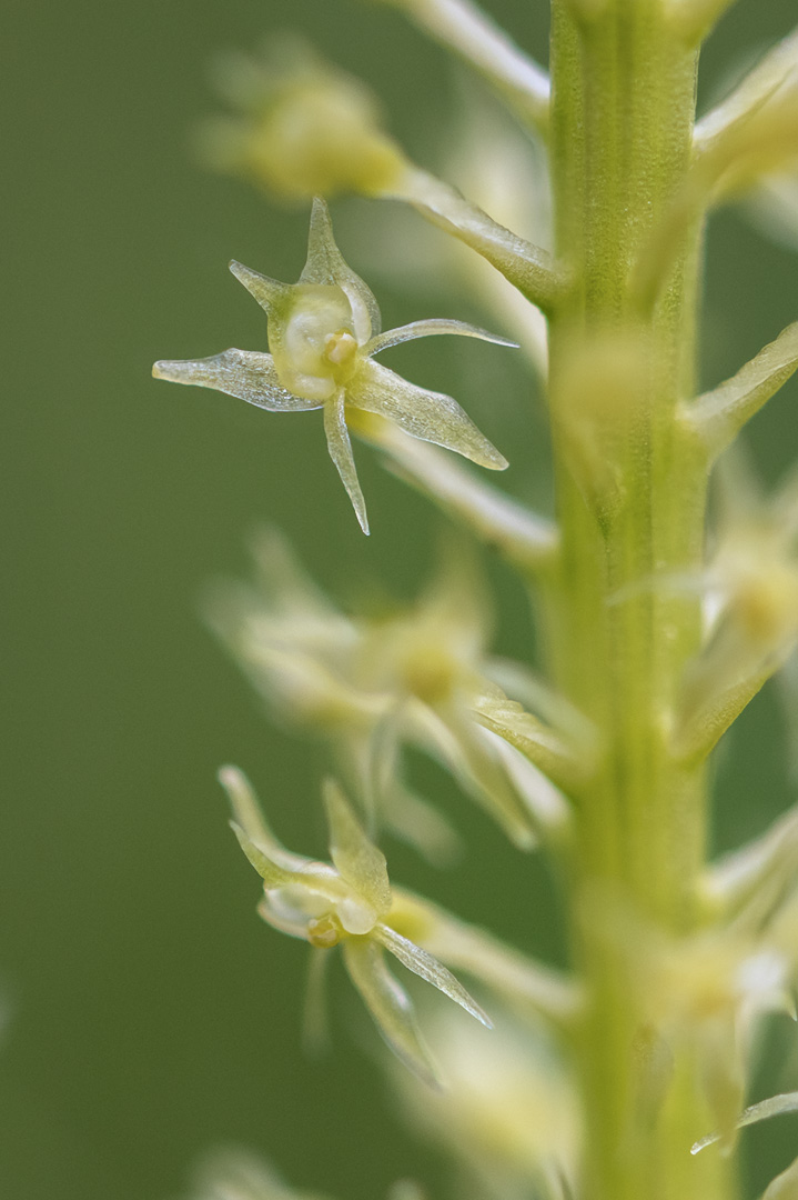 Malaxis monophyllos knottblom