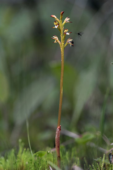 Corallorhiza trifida korallrot