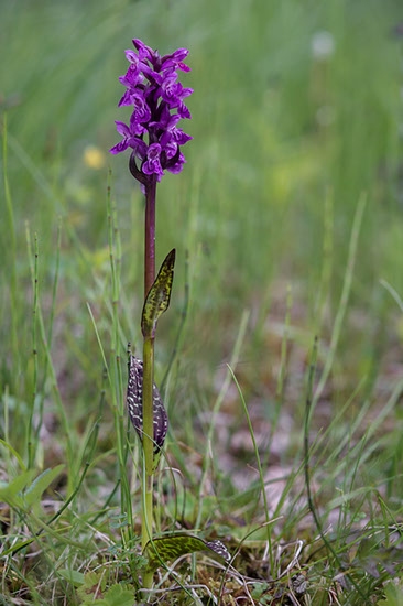 Dactylorhiza majalis ssp. lapponica lappmarihånd