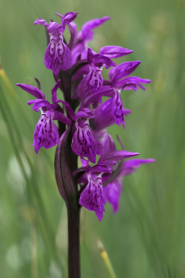 Dactylorhiza majalis ssp. lapponica lappmarihånd