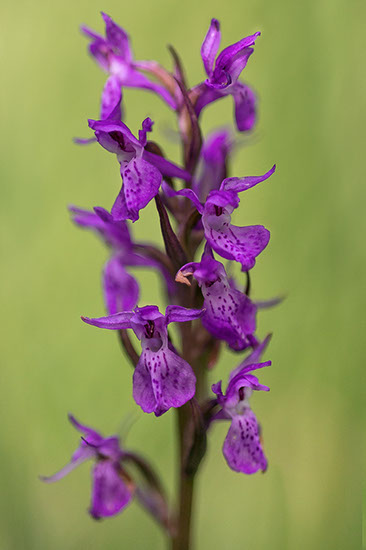 Dactylorhiza majalis ssp. lapponica lappmarihånd