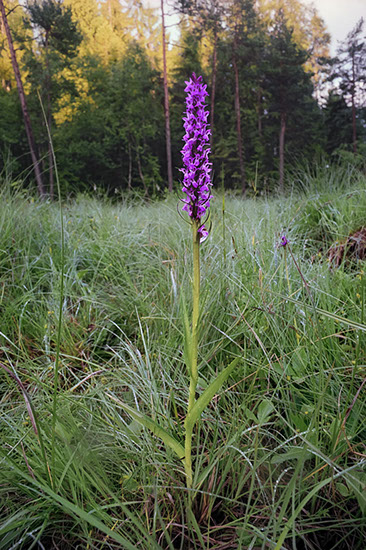 Dactylorhiza majalis ssp. lapponica lappmarihånd