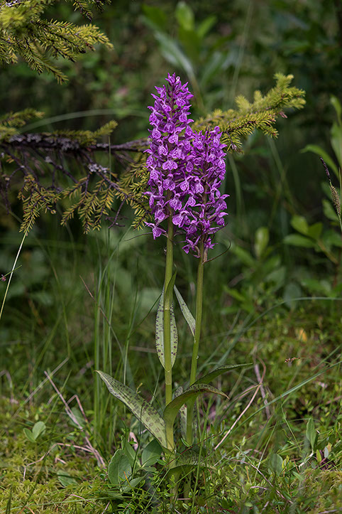 Dactylorhiza majalis