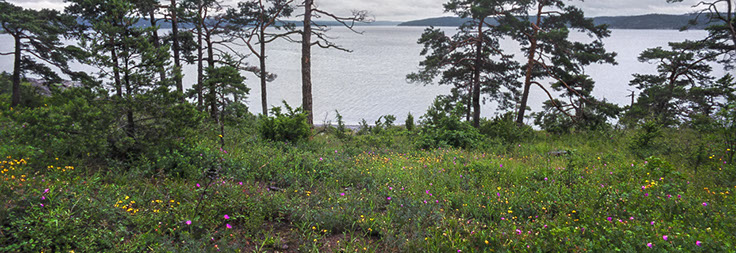 Malmøya brudespore