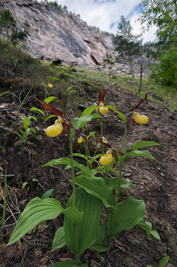 Cypripedium calceolus marisko