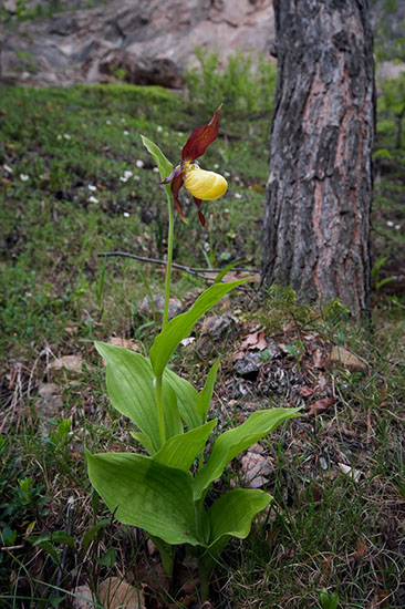 Cypripedium calceolus marisko