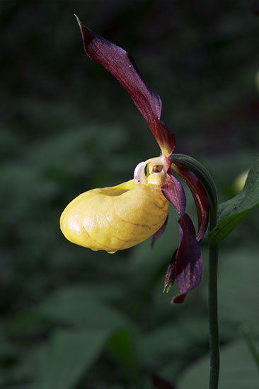 Cypripedium calceolus marisko