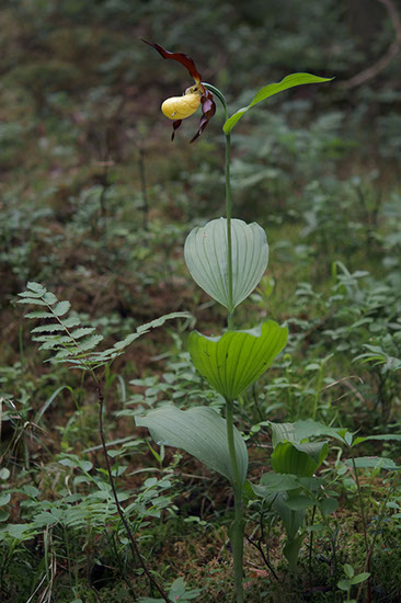 Cypripedium calceolus marisko