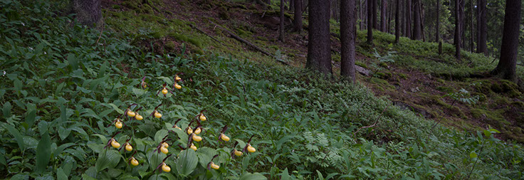 Cypripedium calceolus marisko