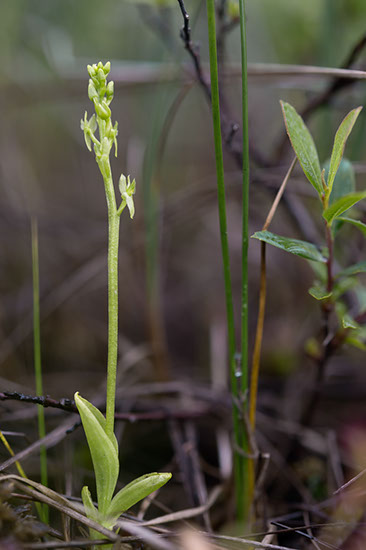 Hammarbya paludosa myggblom