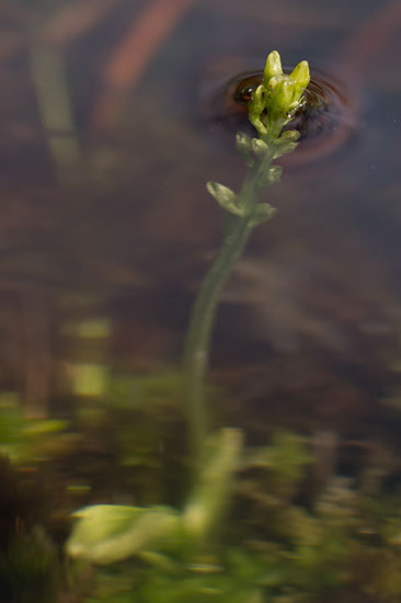 Hammarbya paludosa myggblom