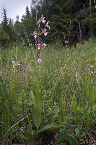 Epipactis palustris myrflangre