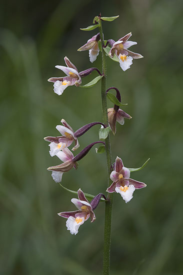 Epipactis palustris myrflangre