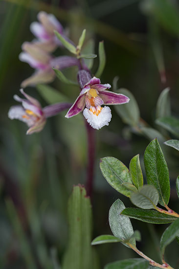 Epipactis palustris myrflangre