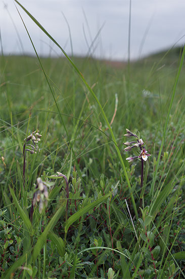 Epipactis palustris myrflangre