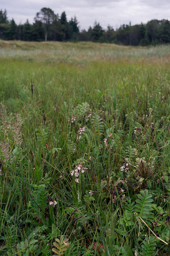 Epipactis palustris myrflangre