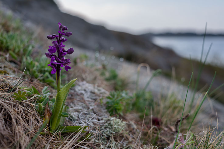 Anacamptis morio narrmarihånd