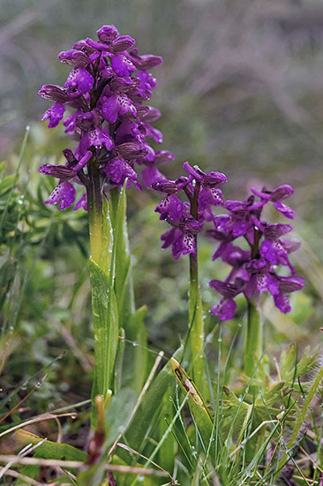 Anacamptis morio narrmarihånd