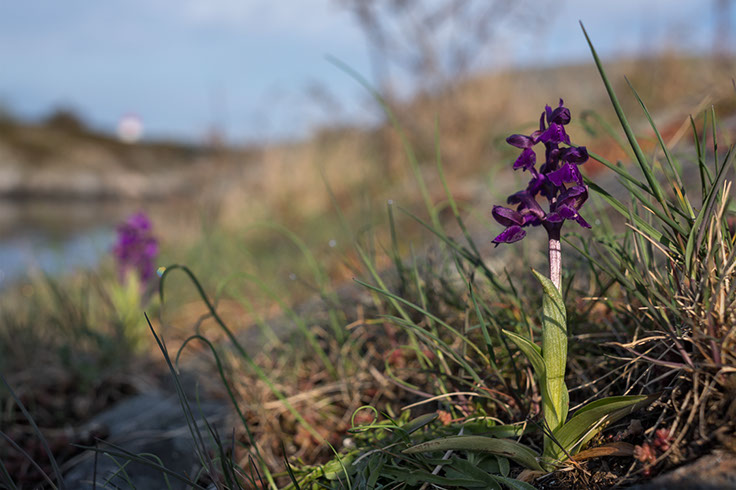 Anacamptis morio narrmarihånd