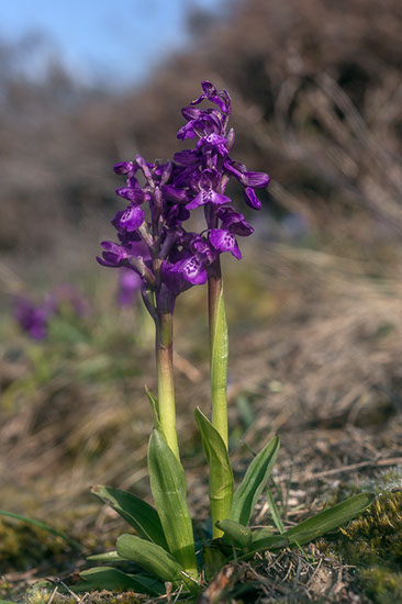 Anacamptis morio narrmarihånd