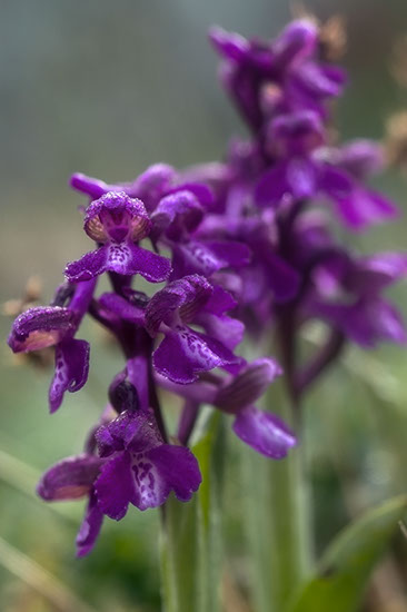 Anacamptis morio narrmarihånd