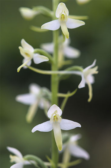 Platanthera bifolia nattfiol