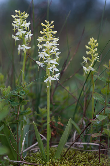 Platanthera bifolia nattfiol