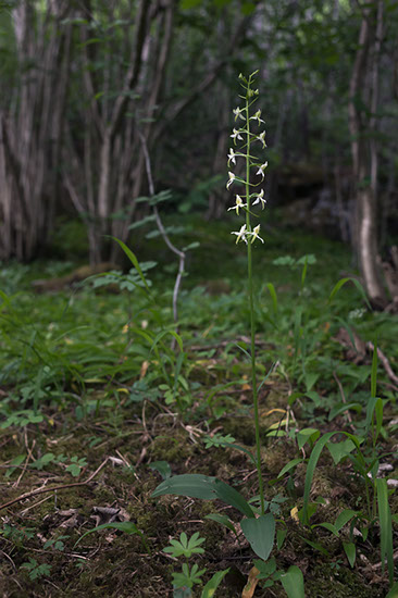 Platanthera bifolia nattfiol