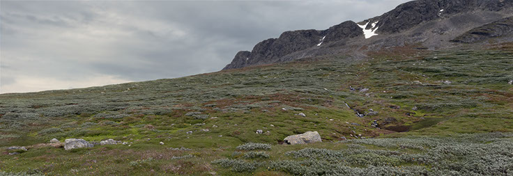 Hallingskarvet grønnkurle