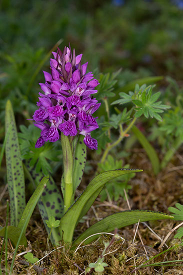 Dactylorhiza majalis ssp. purpurella purpurmarihånd