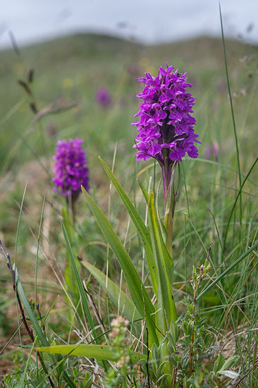 Dactylorhiza majalis ssp. purpurella purpurmarihånd