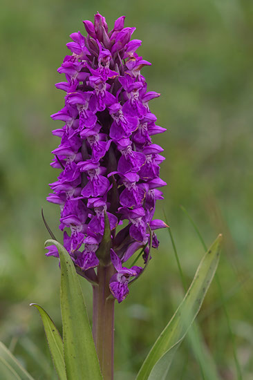 Dactylorhiza majalis ssp. purpurella purpurmarihånd